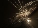 Picture of Dragonfly in the Swamp
