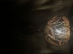 Picture of Dragonfly in the Swamp